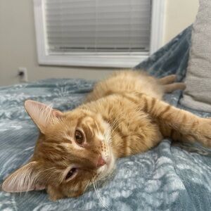 Meet your Posher, Angel